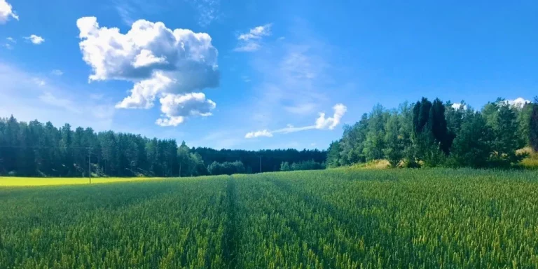 Kesäinen vehreä peltomaisema, sininen taivas