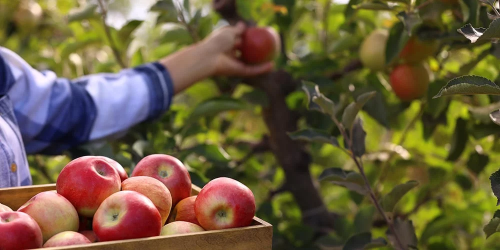 Etualalla omenakori täynnä omenoita, taustalla näkyy henkilön käsi keräämässä lisää omenoita.