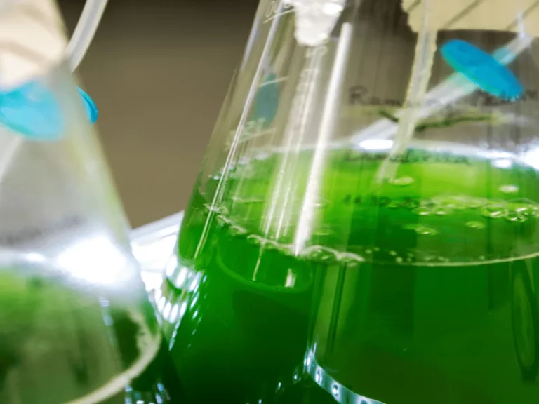 Vihreää nestettä läpinäkyvissä koepulloissa