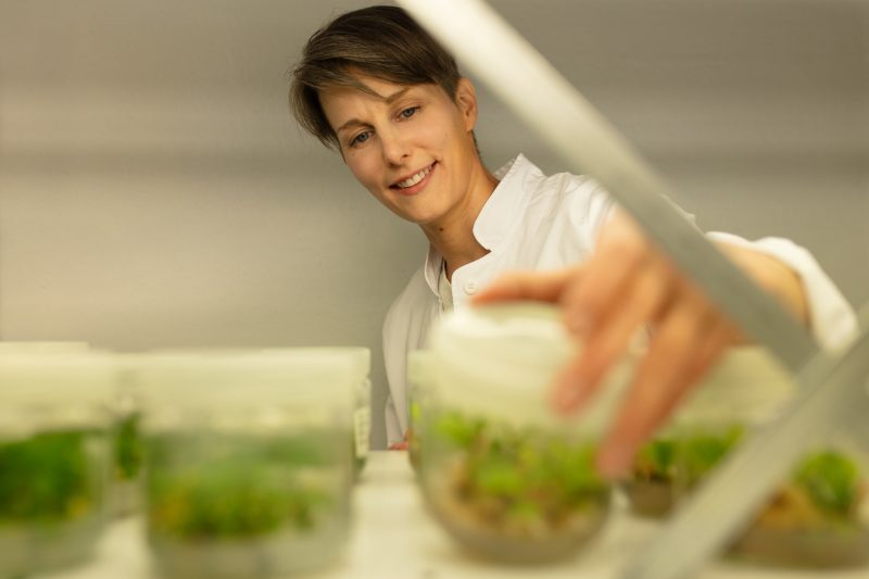 A person in a laboratory checking plants in a container.