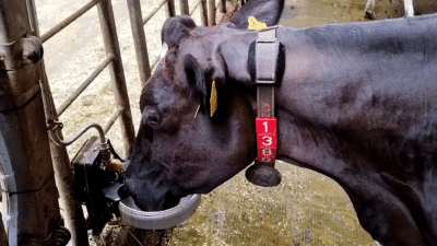 Lehmä juomassa älyjuoma-automaatista.