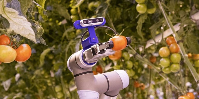 Robottikäsi poimimassa tomaattia kasvihuoneessa