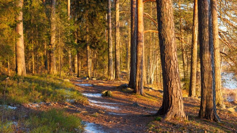 Puita auringonlaskussa