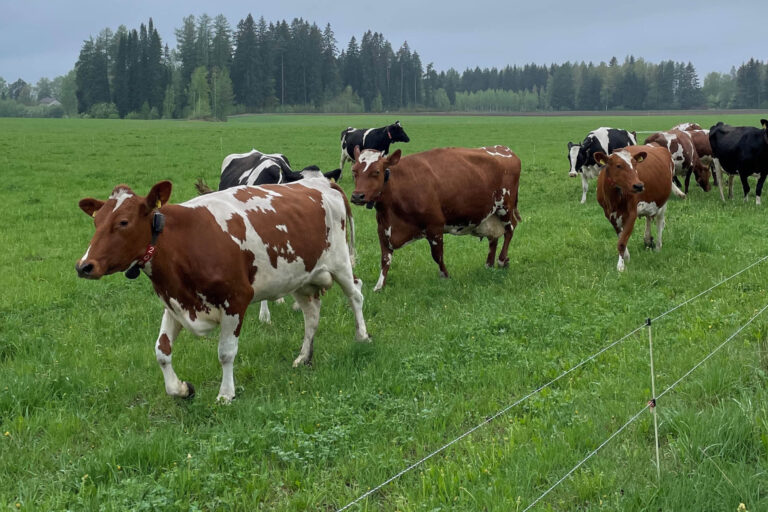 Lehmät kirmaamassa laitumelle