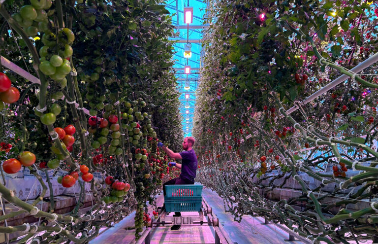 Mies kerää tomaatteja kasvihuoneella uudessa led-valaistuksessa.