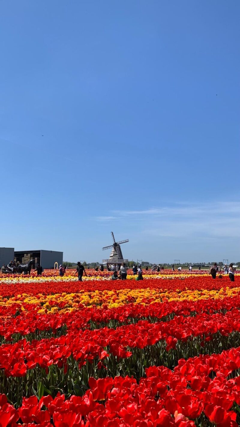 Red tulip field, people and a wind mill.