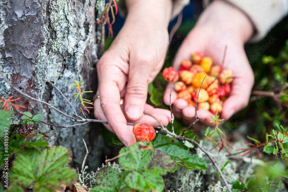 Person picking cloudberries from the forest 