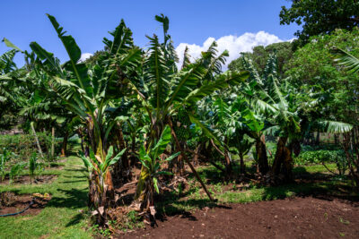 Findings from Work by Students: Problem-based learning in Developing Sustainable Tissue Culture for Banana