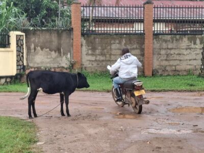 Aamulenkillä sateisessa Ugandassa