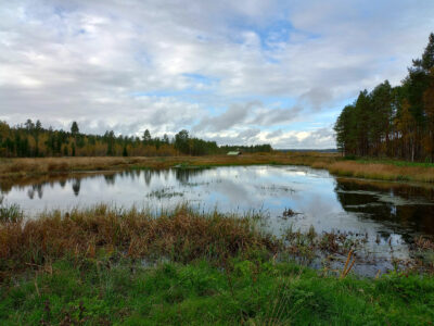 Kosteikkosuunnittelijoilla on kysyntää – uutta koulutusta tarjolle HAMKin kestävän kehityksen opiskelijoille