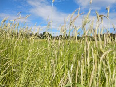 Viime hetkellä pelastettu juureisruis