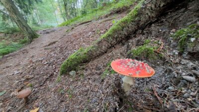 Romahdus ja regeneraatio – luontokato haastaa liiketoiminnan uudistumaan