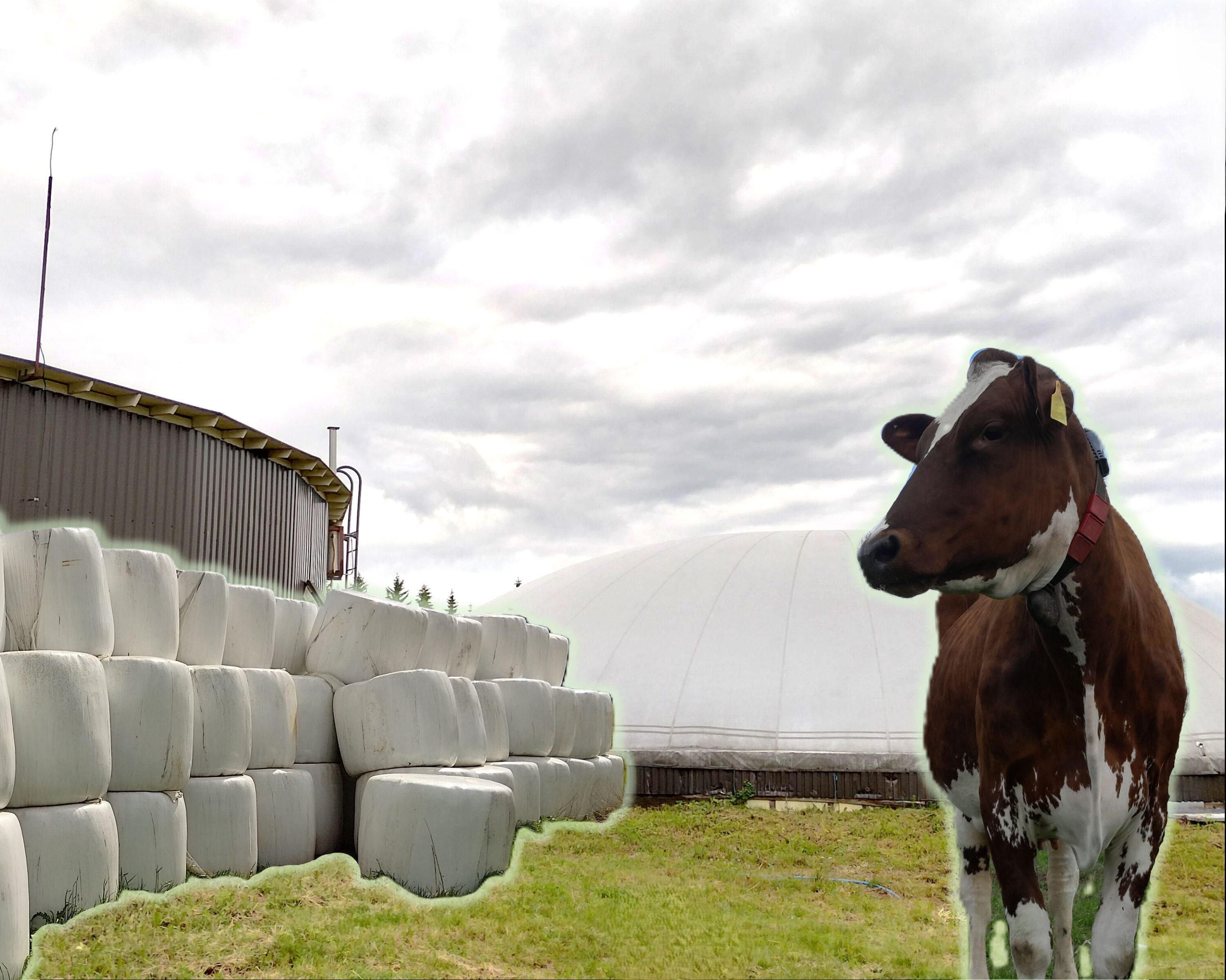 Biokaasukuvun eteen on lisätty erilliset kuvat kasassa olevista säilörehupaaleista sekä lypsylehmästä.