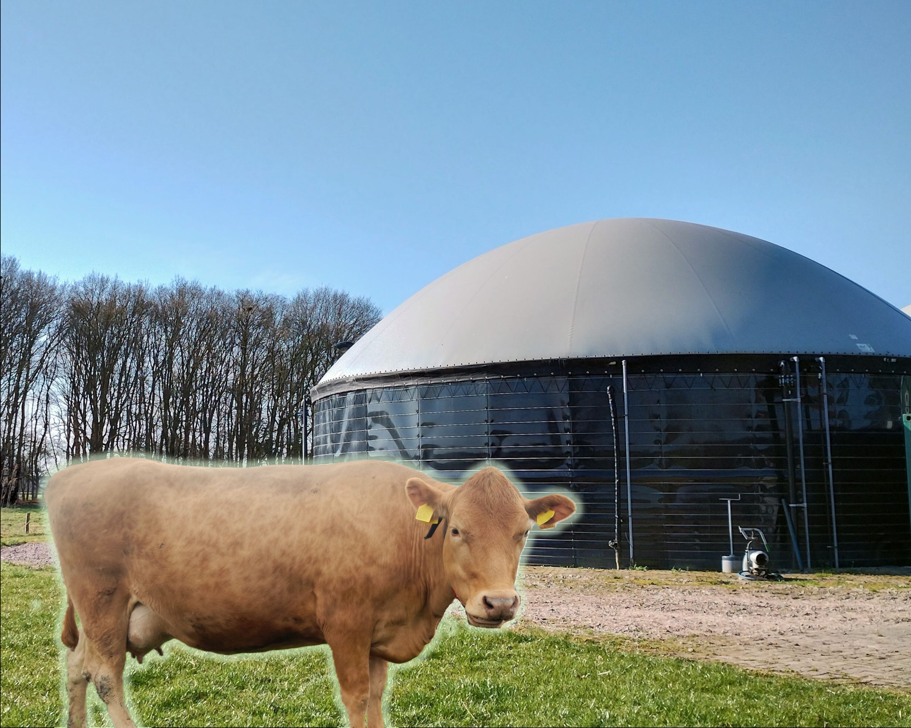 Kuvassa biokaasukupu oikealla ja kuvan vasempaan puoliskoon on lisätty kuva lehmästä.