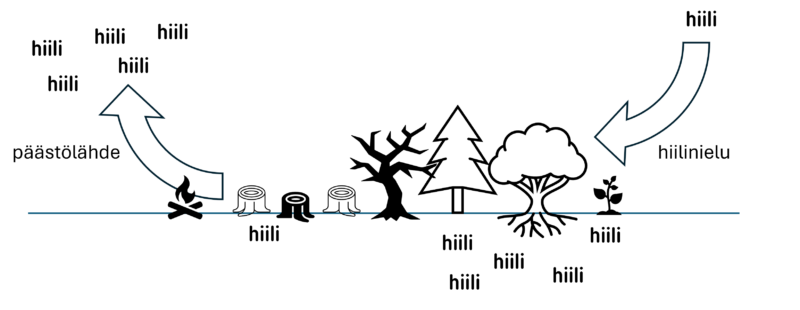Kuvan oikeassa laidassa hiiltä sitoutuu ilmakehästä metsään ja sen kautta maaperään. Kuvan vasemmassa laidassa metsä on kaadettu, jolloin hiili ei pysy maaperässä vaan karkaa ilmakehään.