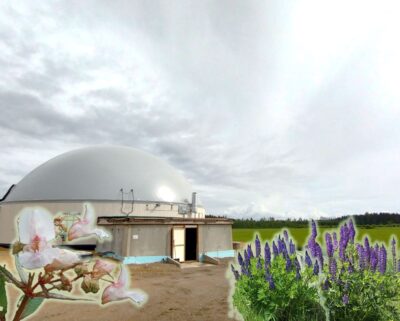 Vieraslajien hyödyntäminen biokaasuprosessissa