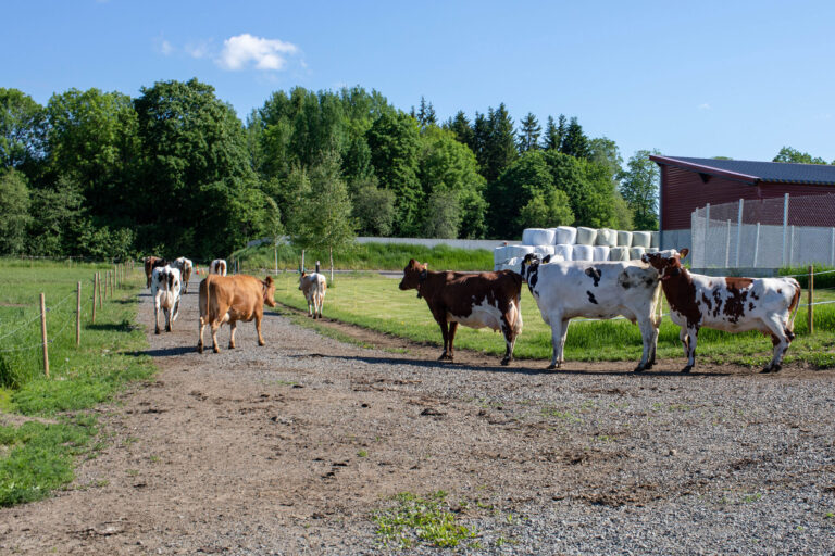 Eläinkuljettajakoulutus
