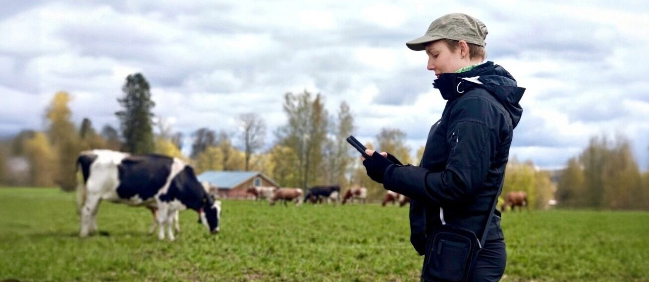 Henkilö pellolla katsoo kädessään olevaa älypuhelinta, vieressä laiduntavia lehmiä ja taustalla puita sekä maatilarakennuksia pilvisen taivaan alla.