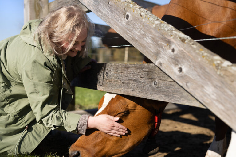 Tyttö silittää lehmää/Girl is stroking a cow