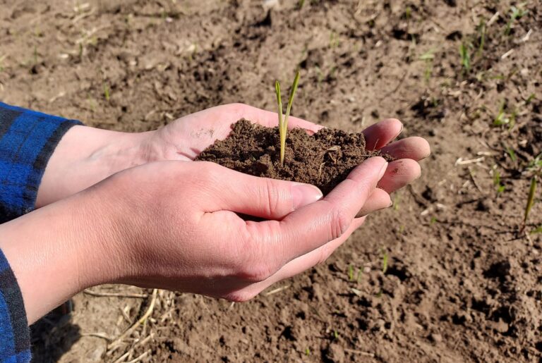 Henkilö pitää kämmenissään peltomaata, josta kasvaa yksittäinen oras.