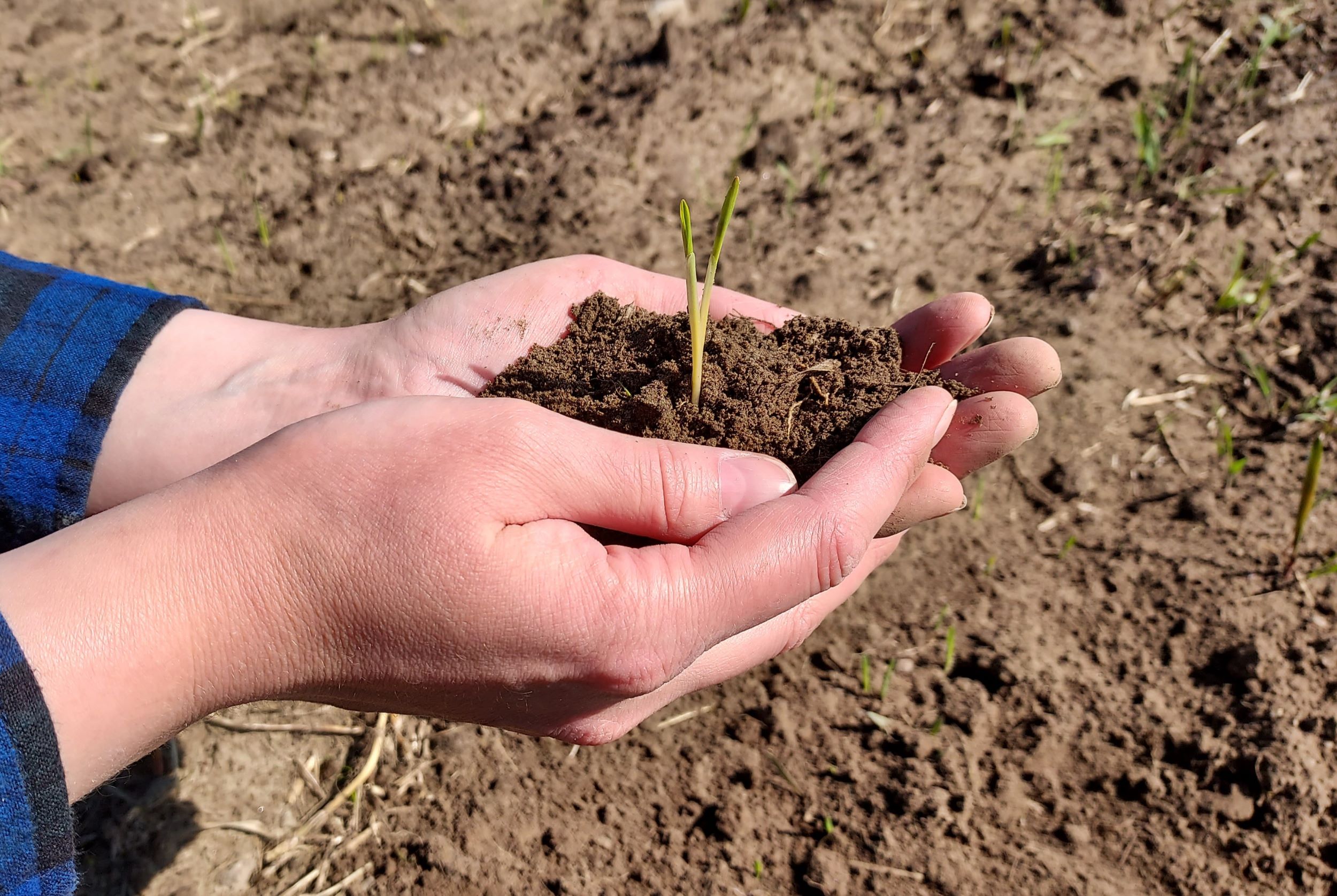 Henkilö pitää kämmenissään peltomaata, josta kasvaa yksittäinen oras.