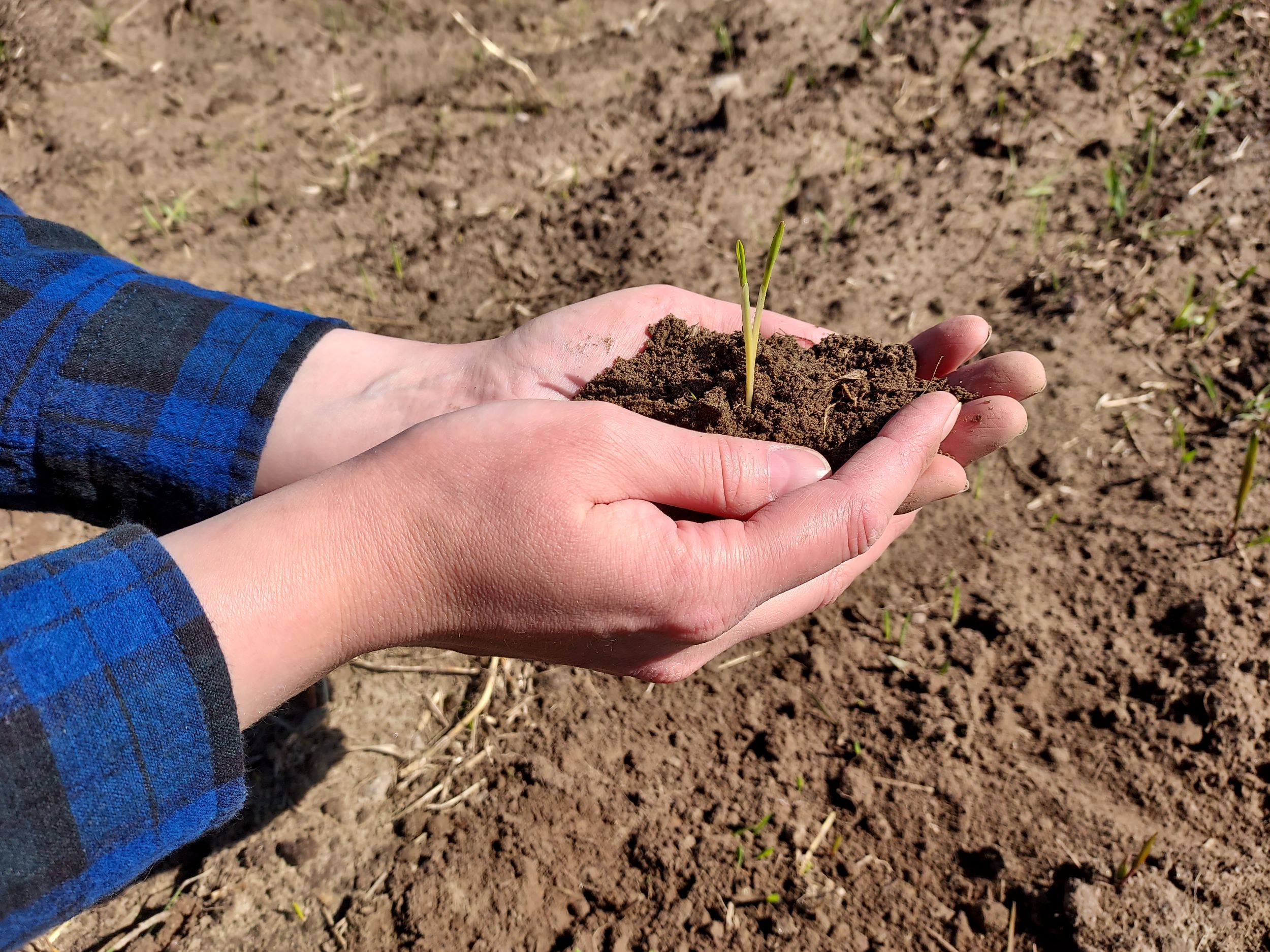 Henkilö pitää kämmenissään peltomaata, josta kasvaa yksittäinen oras.
