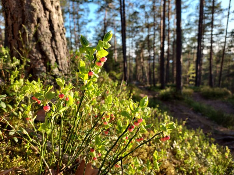 Lähikuvassa mustikankukkia metsässä.