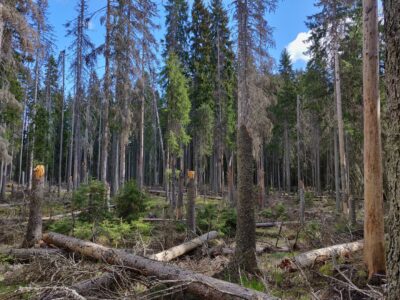 Rehtorien metsäretkellä keskityttiin kestävyyskysymyksiin
