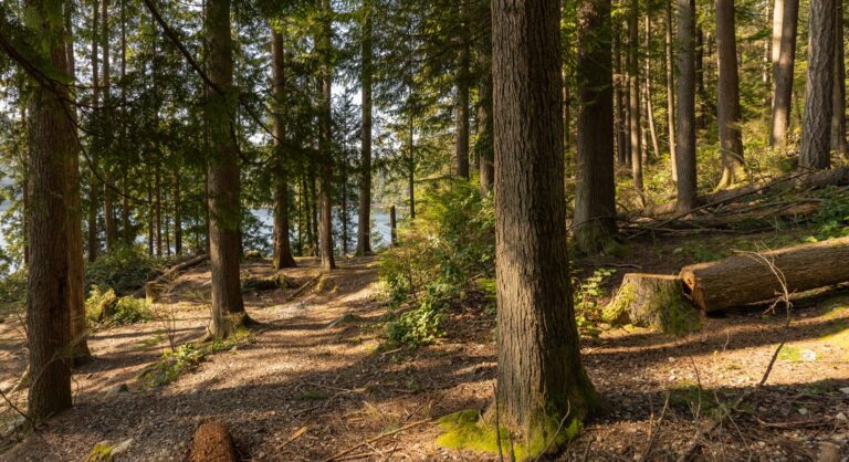 forest trail leading to lake