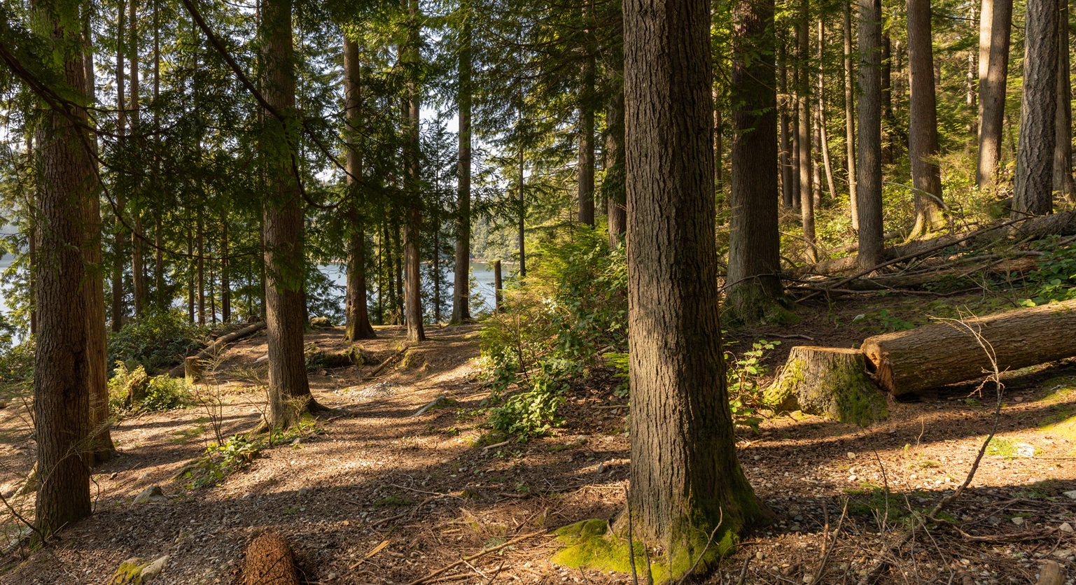 forest trail leading to lake