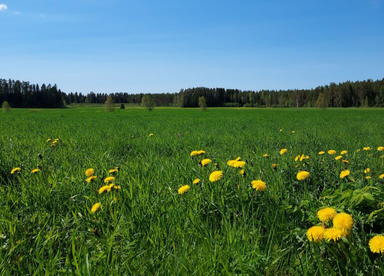 Kuvassa kesäinen suomalainen peltomaisema.