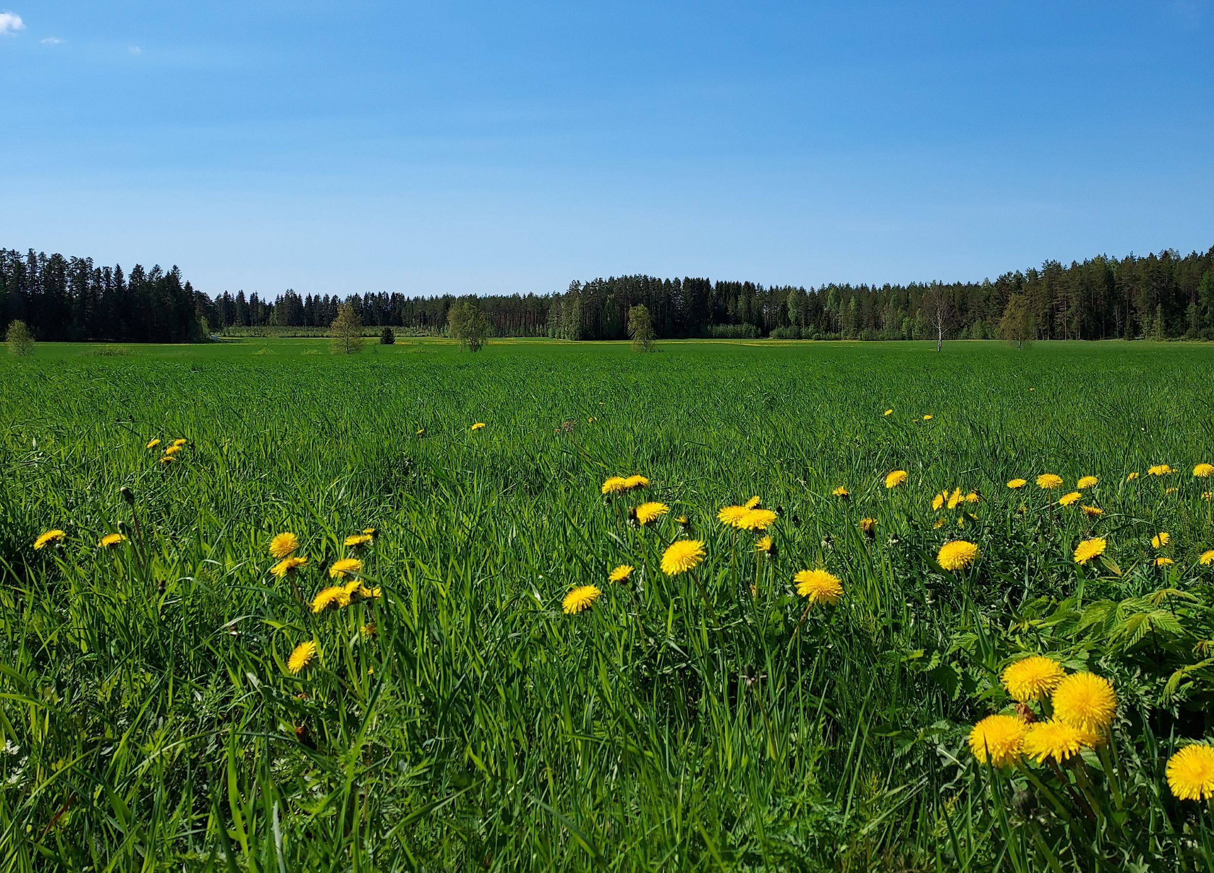 Kuvassa kesäinen suomalainen peltomaisema. 