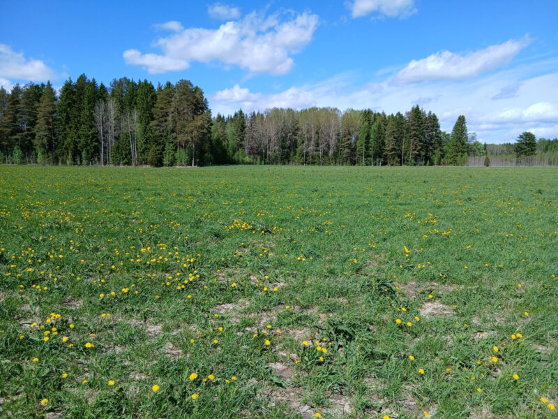 härkihaka 25.5.2026