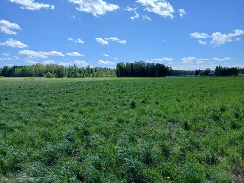 kylmäoja 25.5.2026