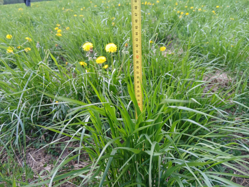 lamminranta 26.5.2026