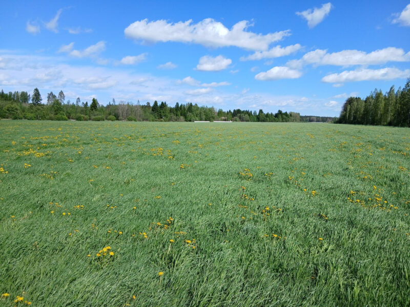 pellinsuo taka 25.5.2026