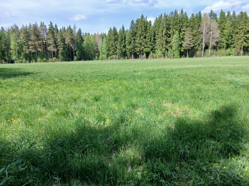 pikku-lassila 25.5.2026