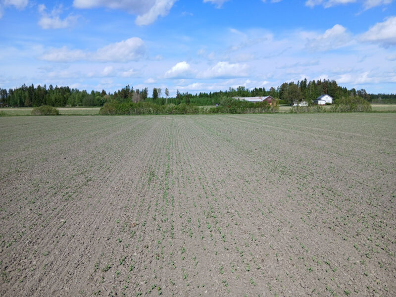 ruohonen25.5.2026