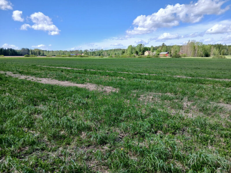 ruohonen 25.5.2026