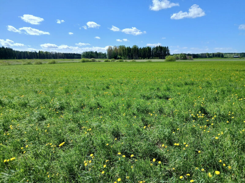 vepsä 25.5.2026