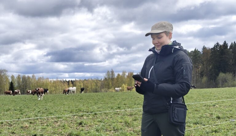 Viljelijä tarkastelee tietoja älypuhelimelta lehmäaitauksen vierellä.