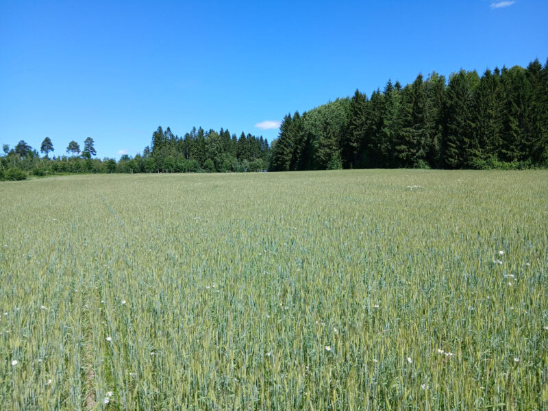 hakala 22.6.2026