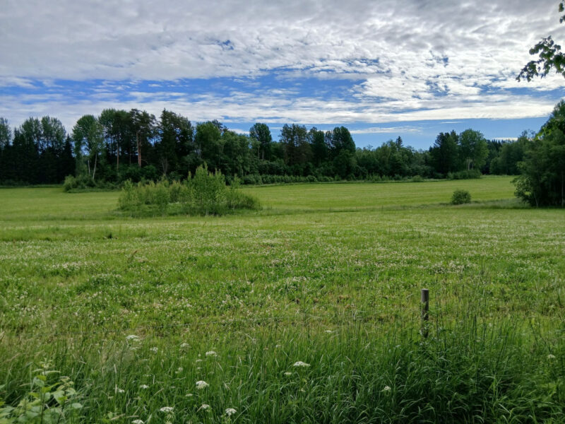 kivikko 25.6.2026
