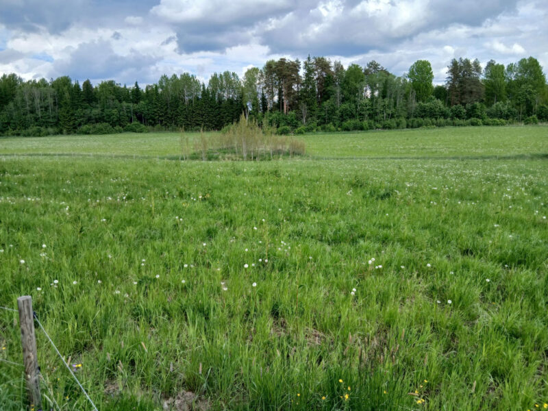 kivikko 2.6.2026