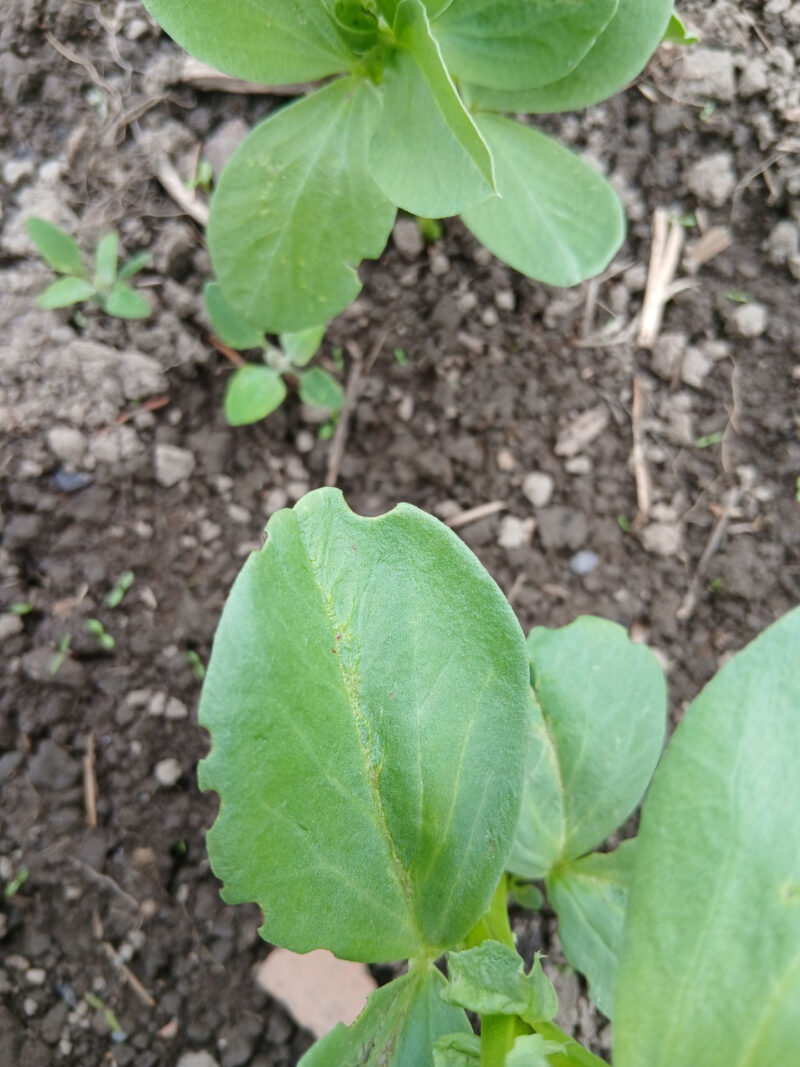 kuusiaita 17.6.2026