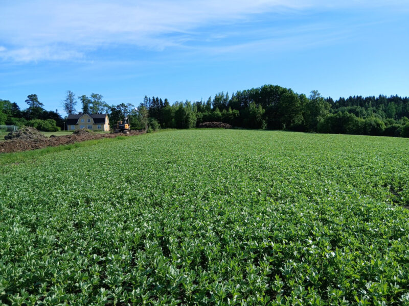 kuusiaita 23.6.2026