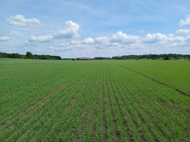 mönkkö 8.6.2026