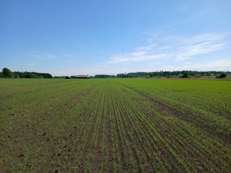 Mönkkö 1.6.2026