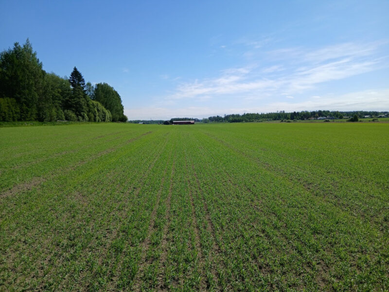 mönkkö 1.6.2026