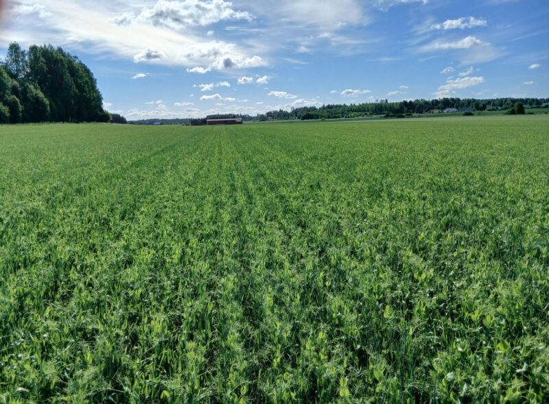 mönkkö 23.6.2026